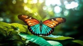 borboleta natureza cura